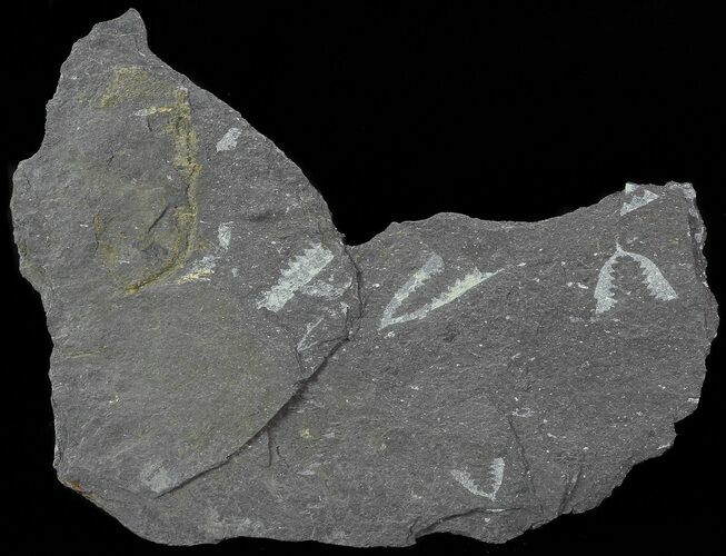 Fossil Graptolites (Didymograptus) - Great Britain #67984